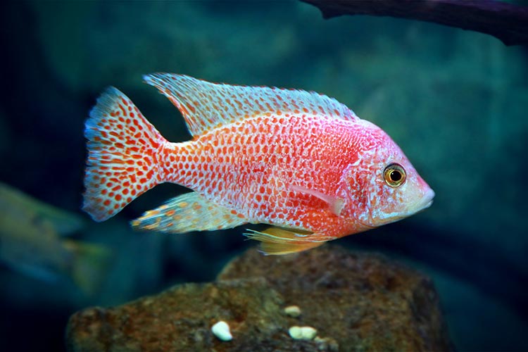 Get to Know Tropheus Cichlids | Live Fish Direct