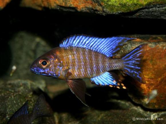 Ethelwynnae Peacock Cichlid - Live Fish Direct