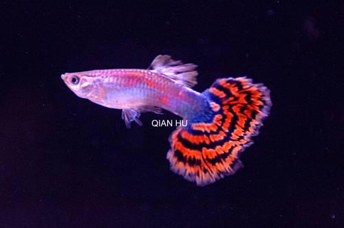 bloodfin tetra fish