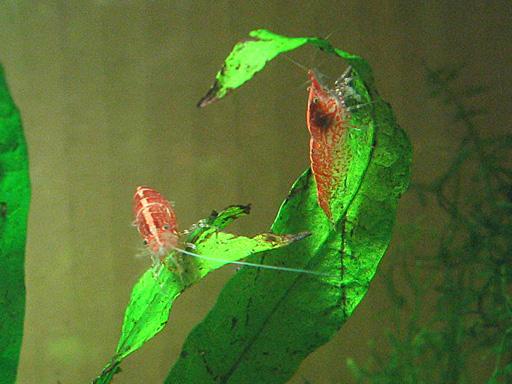 Cherry-Shrimp