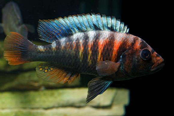 crimson tide cichlid