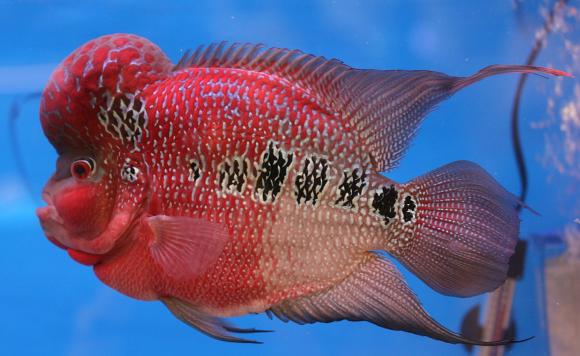 local flowerhorn