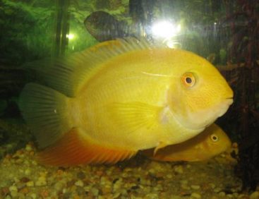 Gold Severum - Live Fish Direct