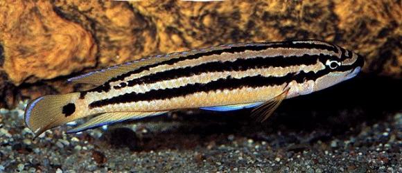 ornatus cichlid