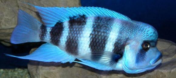 Mpimbwe Frontosa - Live Fish Direct