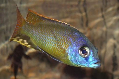 Naevochromis-chrysogaster1