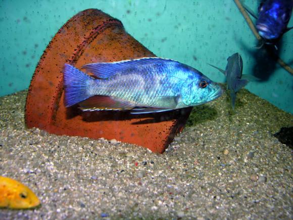 polystigma cichlid