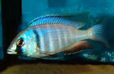 deep water hap cichlid