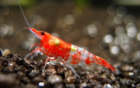 Red Crystal Shrimp - Live Fish Direct