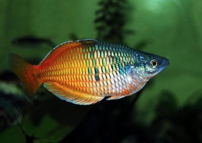 Boesemani Rainbow - Live Fish Direct