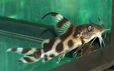 Synodontis-decorus