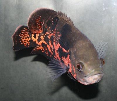 Oscar Cichlid Assorted Live Fish Direct