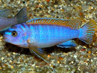 Tropheops sp. Elongatus broadzulu - Live Fish Direct