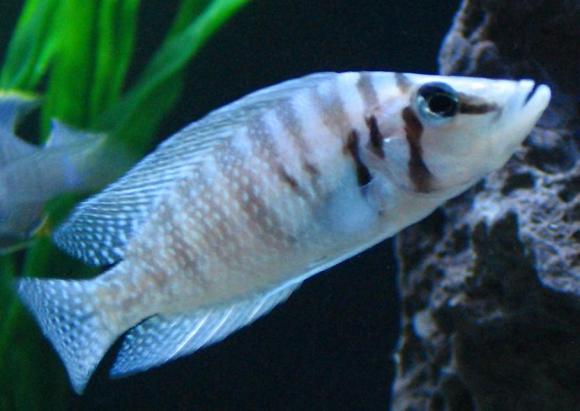 Calvus White - Live Fish Direct