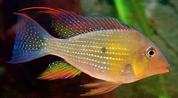 albino threadfin acara for sale