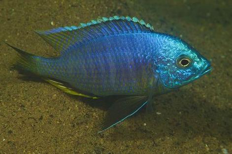 Copadichromis Atripinnis - Live Fish Direct