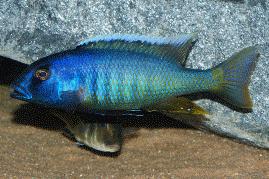 spectabilis cichlid