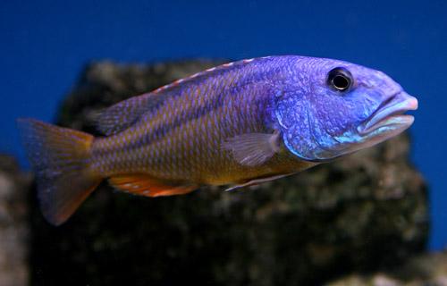 orange cichlid fish