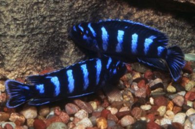 Demasoni Cichlid - Live Fish Direct