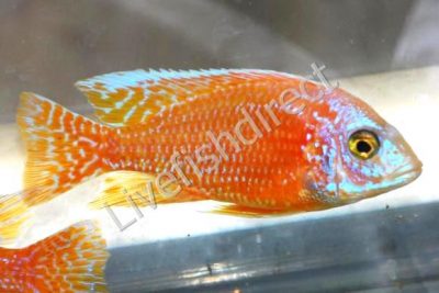 cichlid firefish