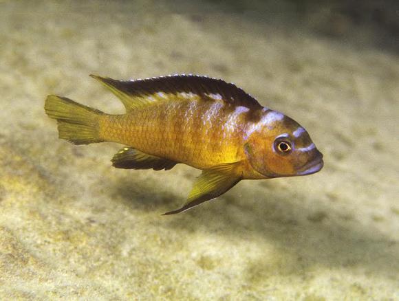 elongatus-usisya