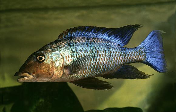 rostratus cichlid