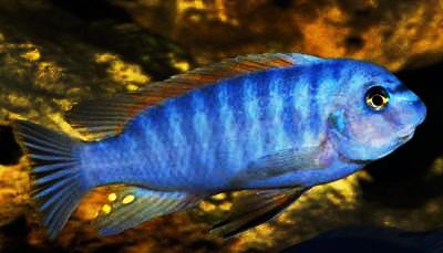 cichlids for beginners