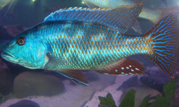 fusco cichlid