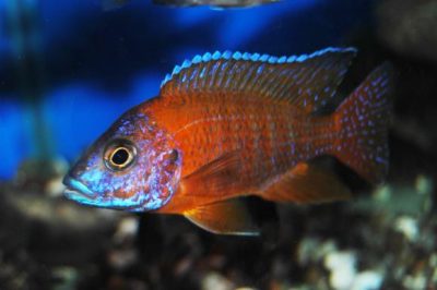 German Red Peacock Cichlid - Live Fish Direct