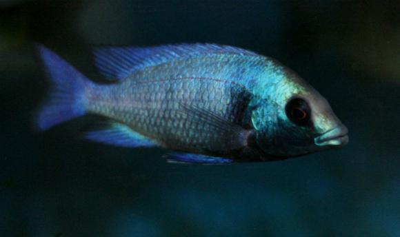 gissel cichlid