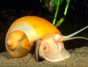 golden-mystery-snail