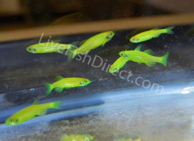 Electric Green Glow Fish Danio - Live Fish Direct