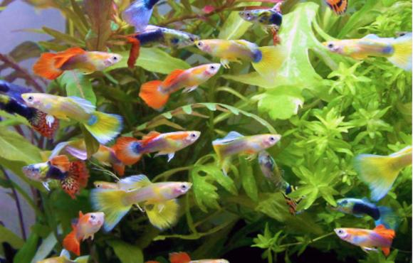 guppies