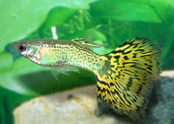 guppy cobra fish