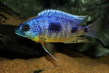 heterodon