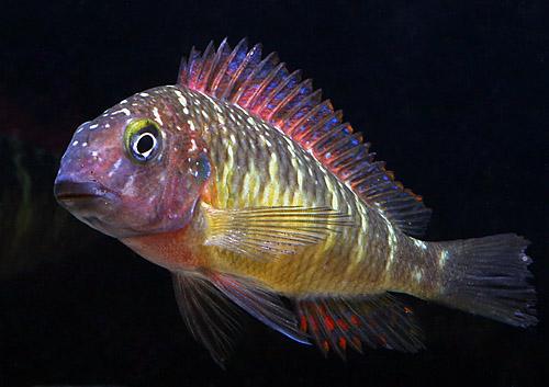 Purple Tropheus Cichlid