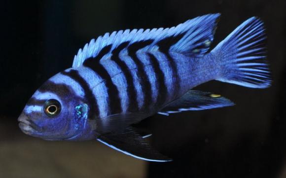 Purple Lupingu - Live Fish Direct