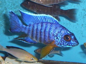 Aulonocara Masoni - Live Fish Direct