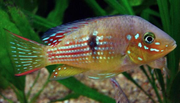 Geophagus Meridonalis - Live Fish Direct