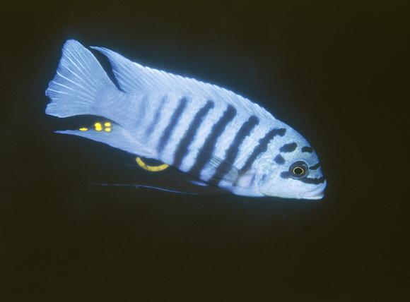 maison reef cichlid