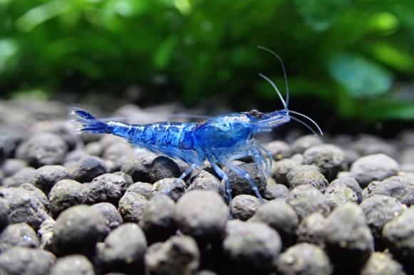 blue velvet shrimp
