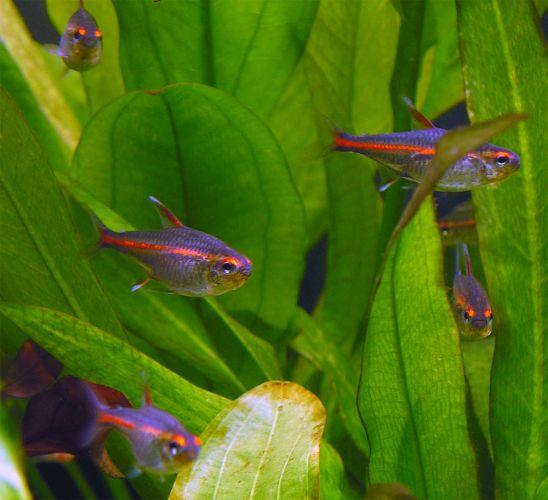 normal_glowlight-tetra-shoal