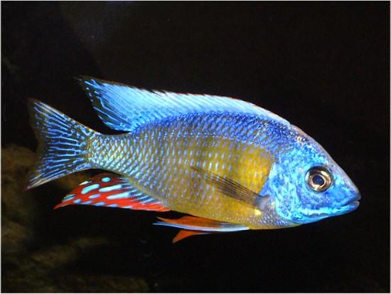 taiwan cichlid