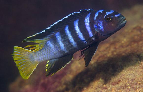 Avanti Elongatus - Live Fish Direct