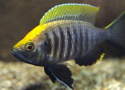 Yellow Blaze Virginilis - Live Fish Direct