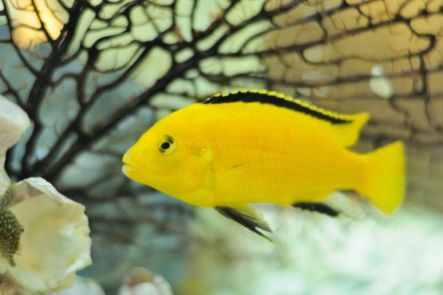 The Top 5 Least Aggressive Cichlids - Live Fish Direct