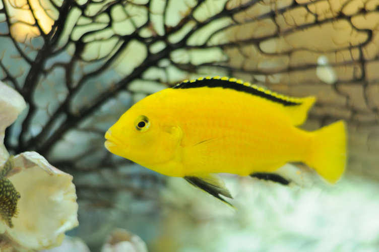 aggressive freshwater pet fish
