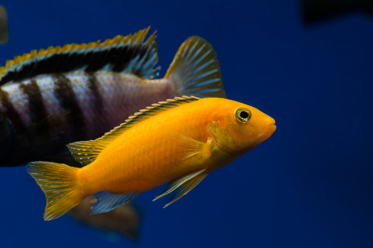 Least Aggressive Cichlid