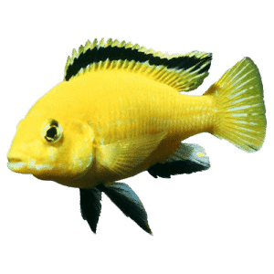 raket vieren naakt Buy Freshwater African Cichlids Online | Live Fish Direct