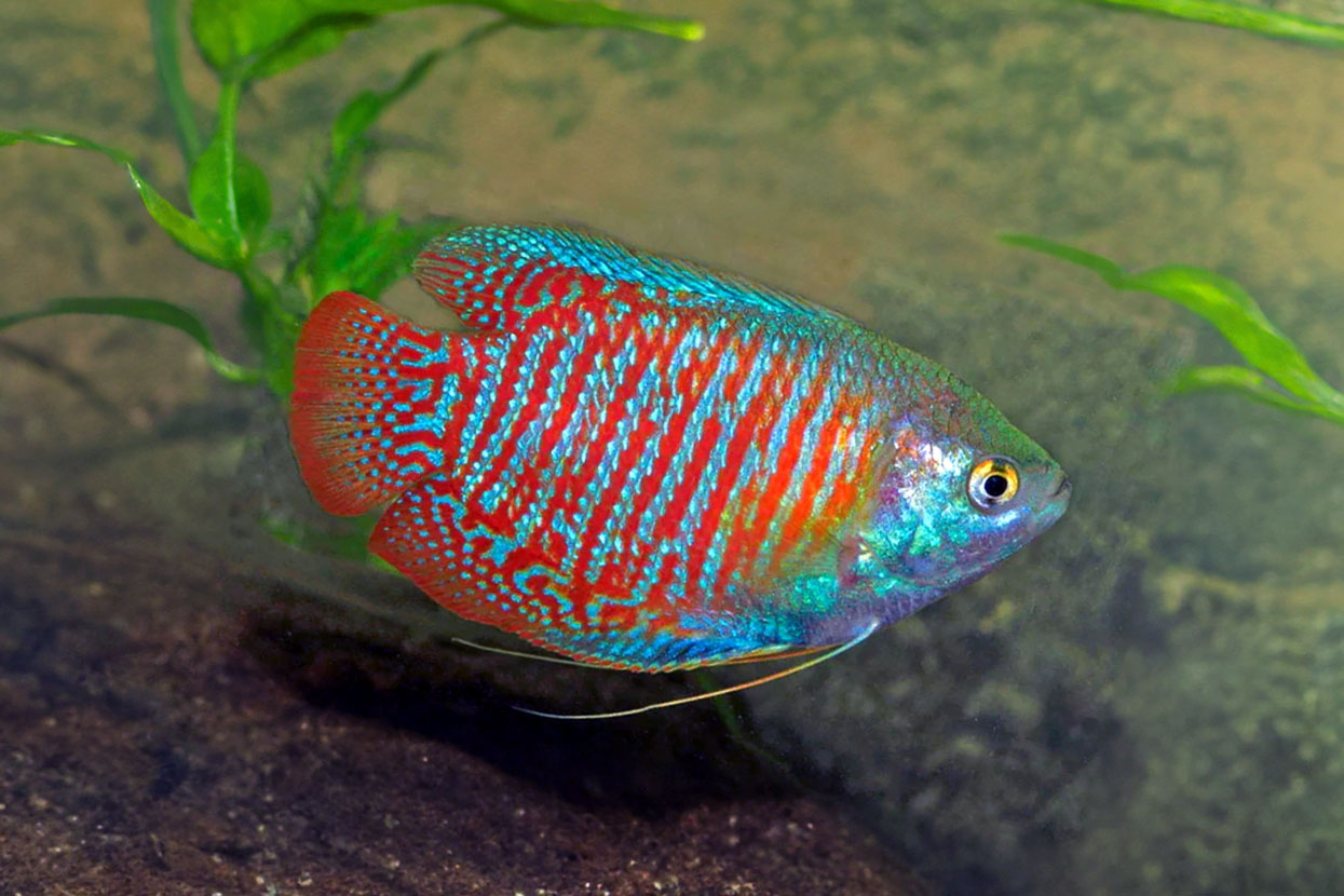 Buy Dwarf Neon Gourami Online - Live Fish Direct